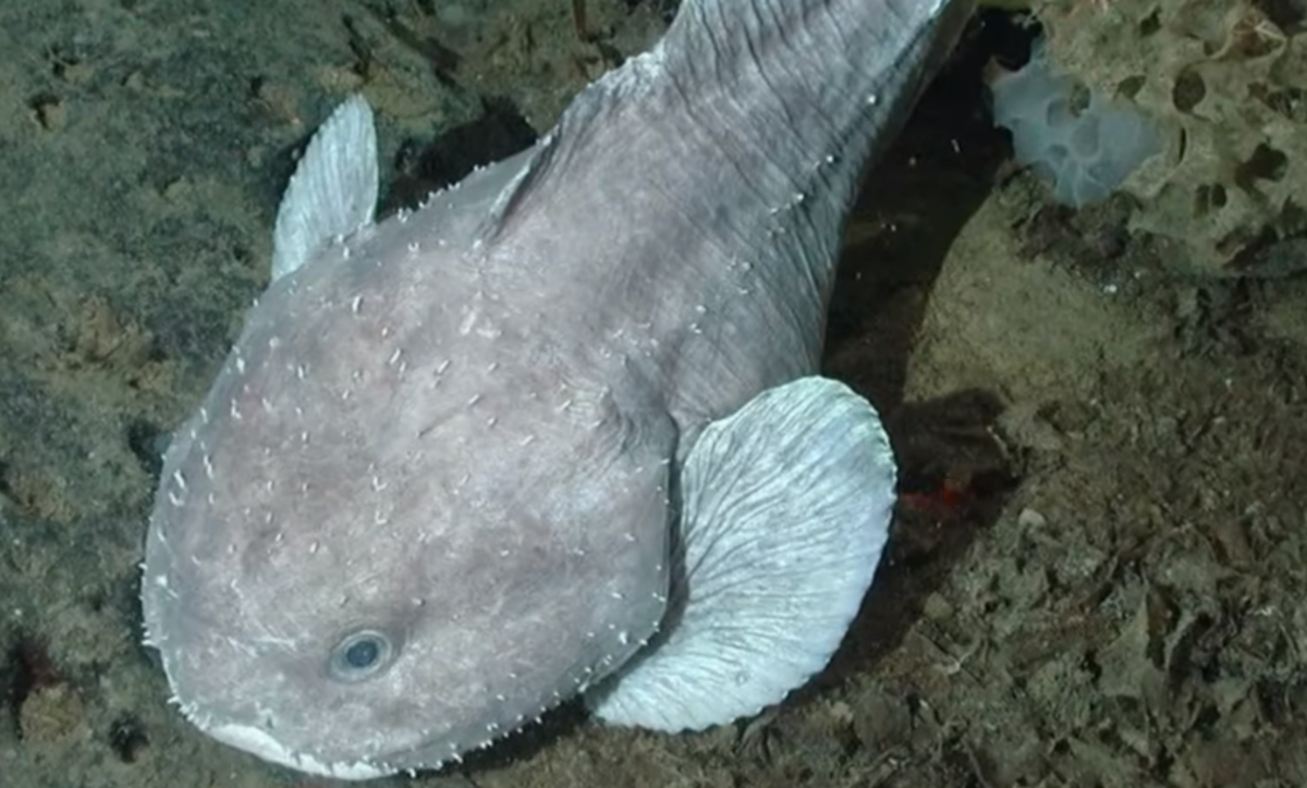 Самые жуткие морские обитатели