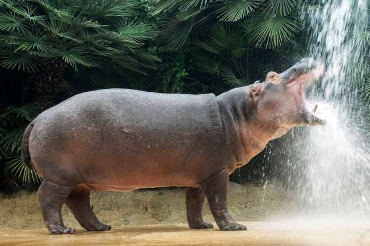 Интересное дикое животное бегемот.