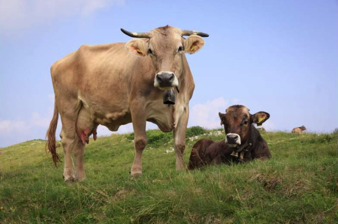 Почему людям трудно поверить в то, что животные способны испытывать чувства