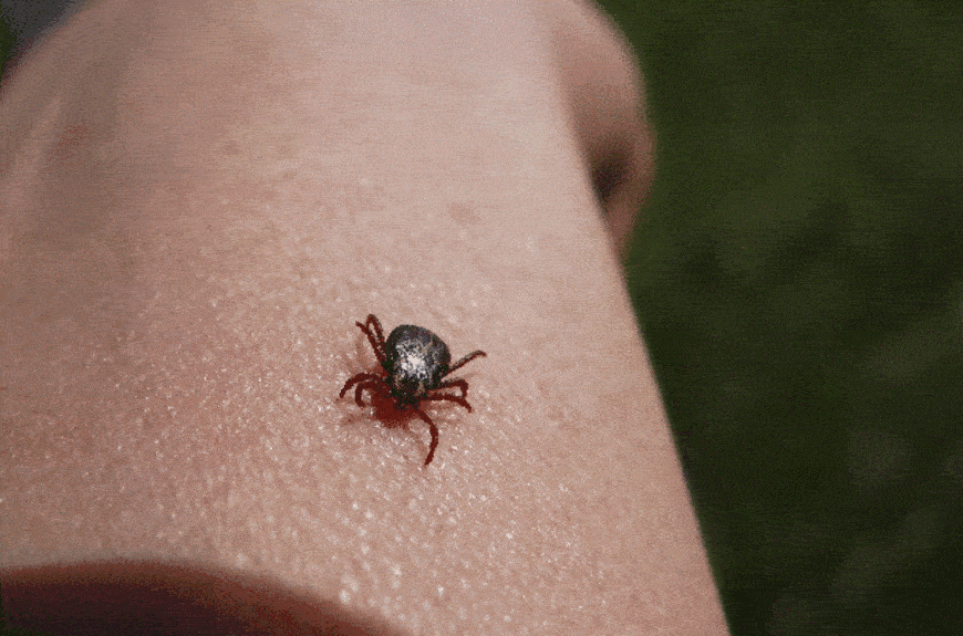 "Как защитить себя от клещей: рекомендации и советы"