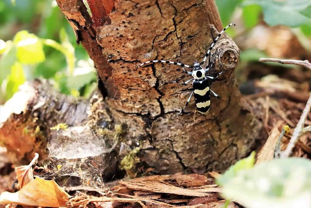 Виды серых жуков.