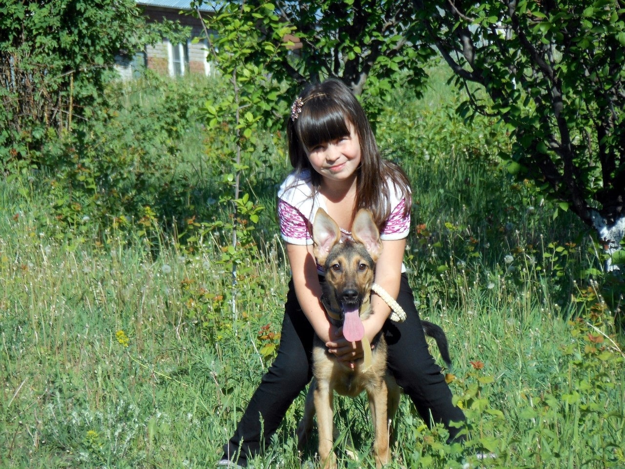 Верный друг: история любви к немецкой овчарке