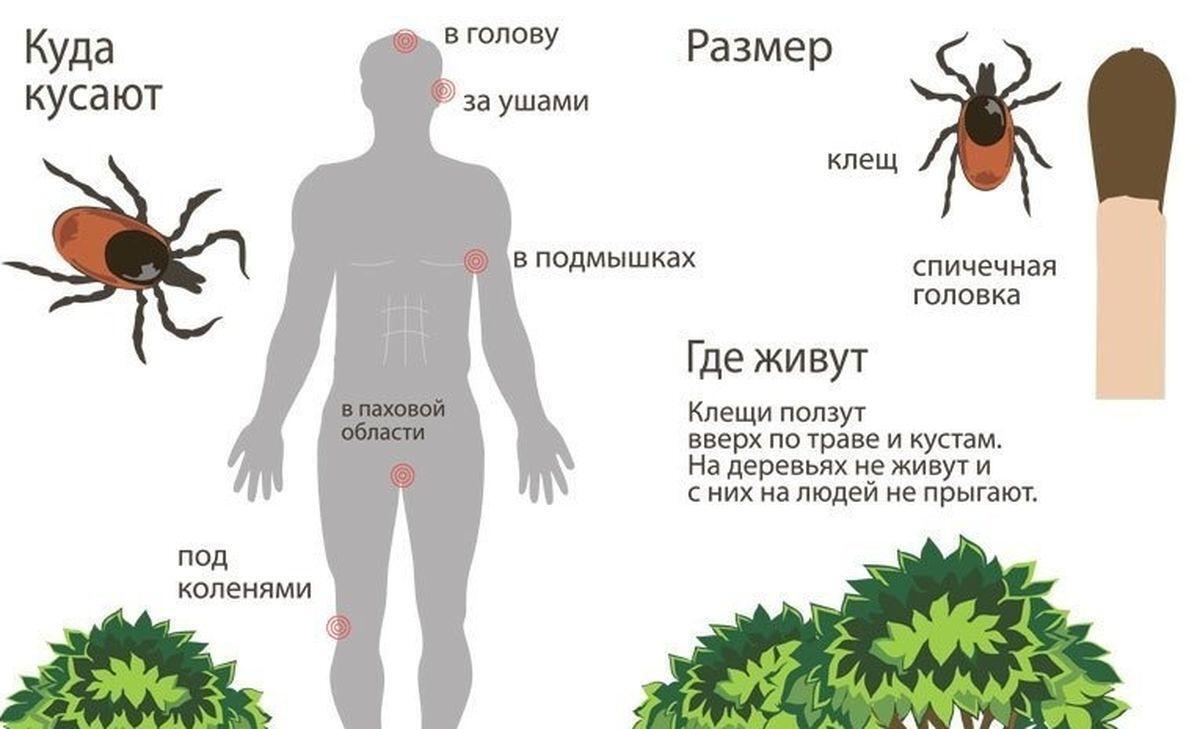 Осмотр от клещей картинки