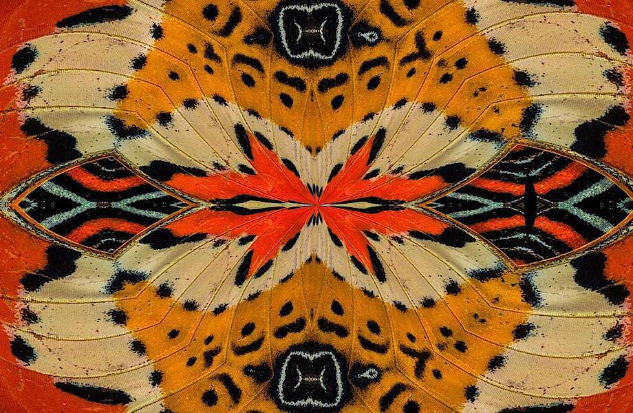 Ученые создали самую легкую в мире краску без пигмента, которая остается холодной на солнце