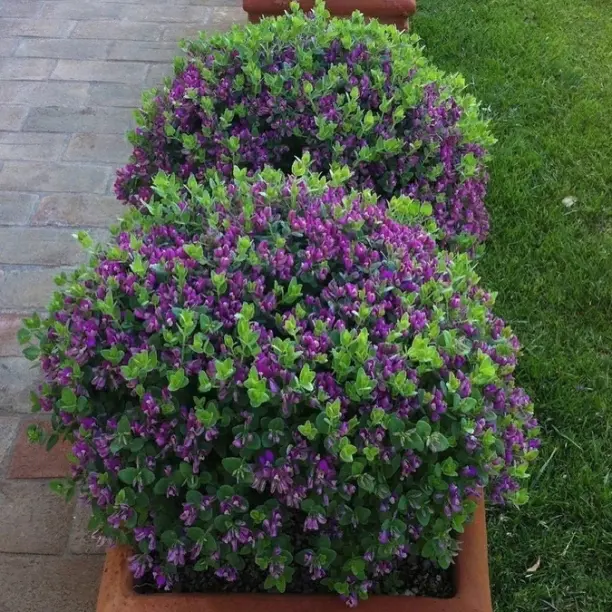 Загадочный мир истода миртолистного: какой он и какими свойствами обладает?