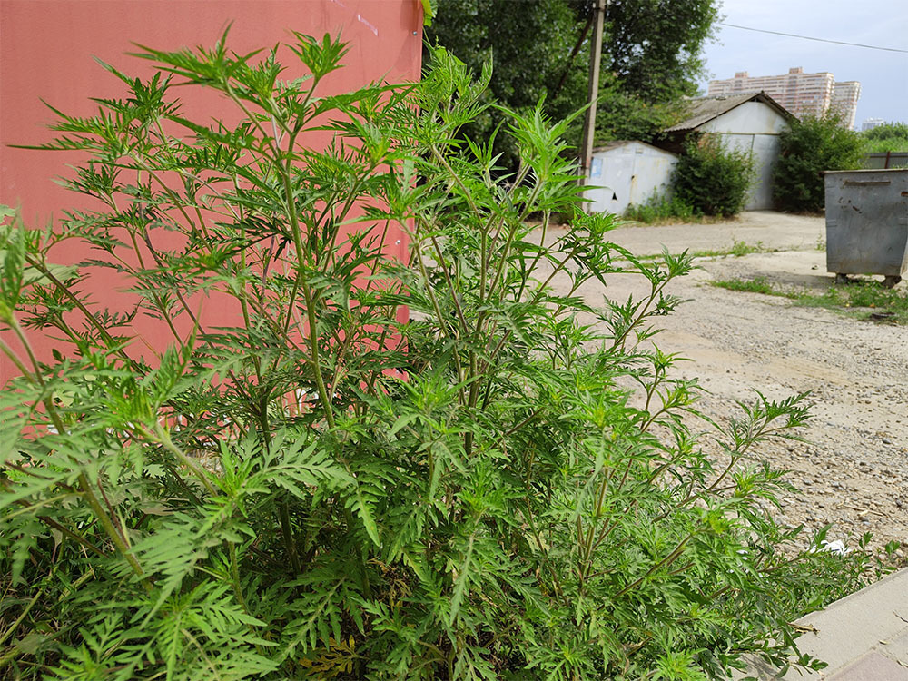 Амброзия в Краснодарском крае. Куда звонить если возле вашего дома поля амброзии?