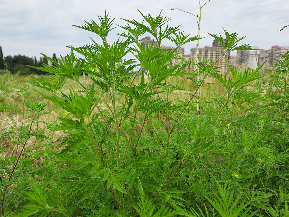 Амброзия в Краснодарском крае. Куда звонить если возле вашего дома поля амброзии?