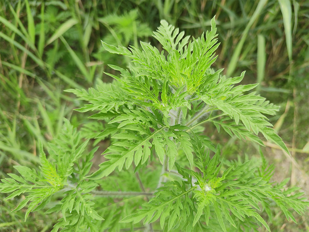 Амброзия в Краснодарском крае. Куда звонить если возле вашего дома поля амброзии?