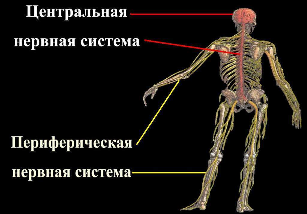 Центральная и периферическая нервная система рисунок