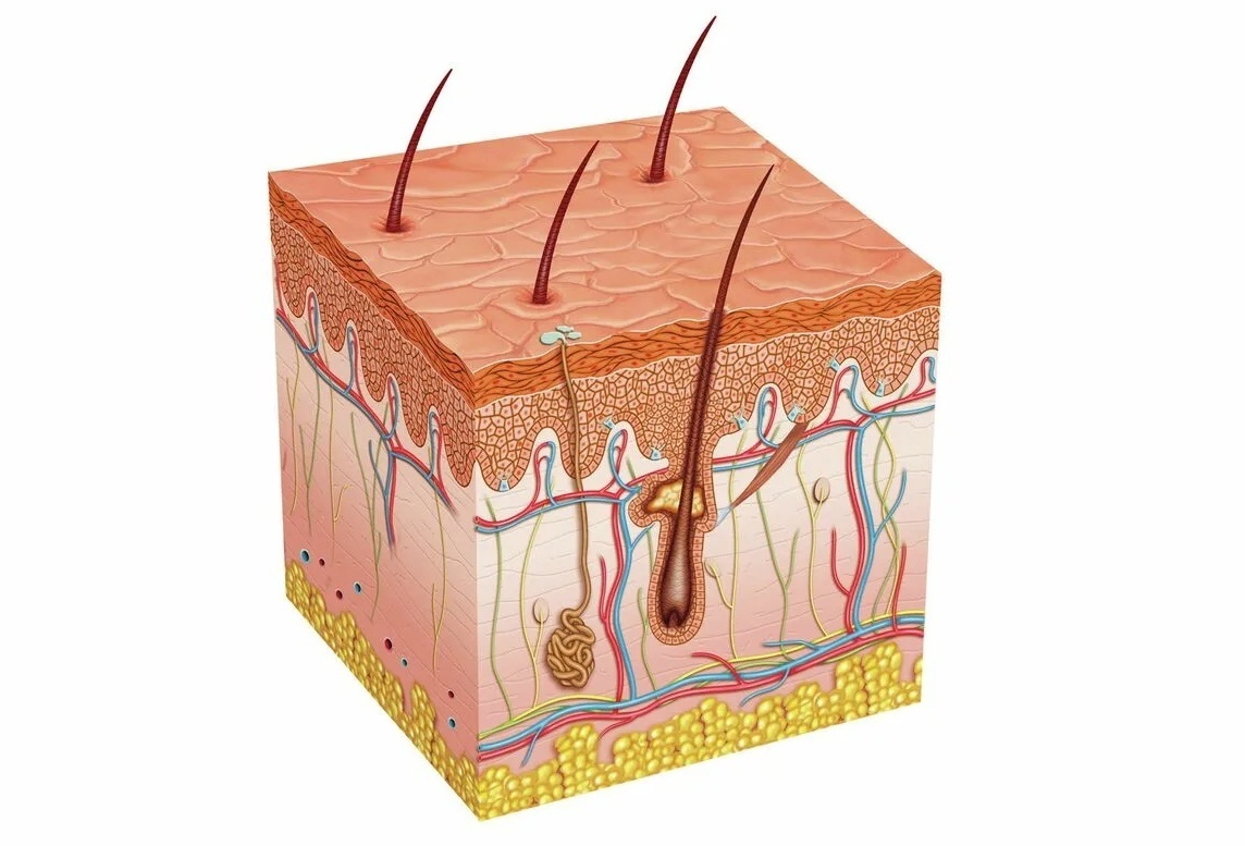 Изображение строения кожи