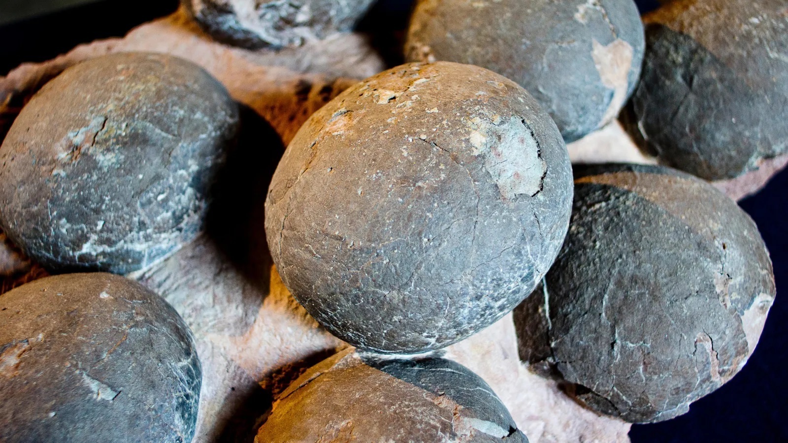 Что появилось первым - яйцо или курица?!