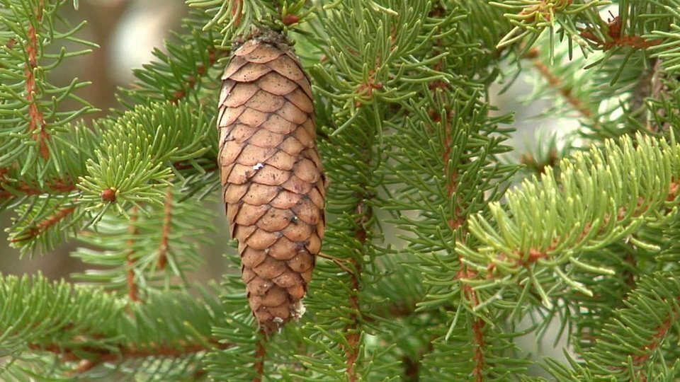 Хвойные породы деревьев.