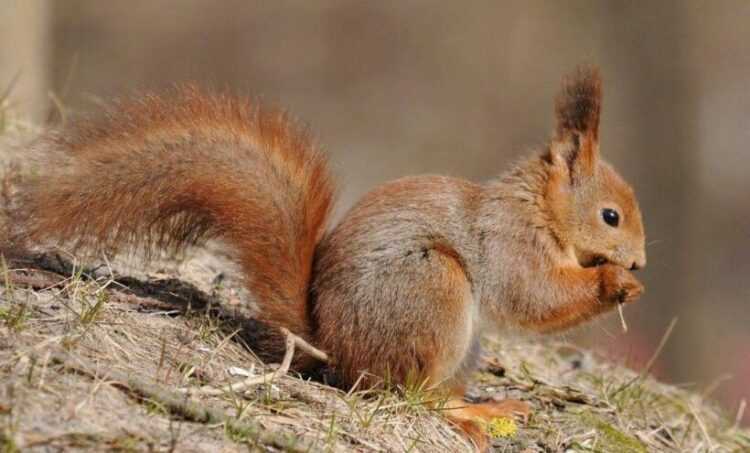 Интересное животное белка.