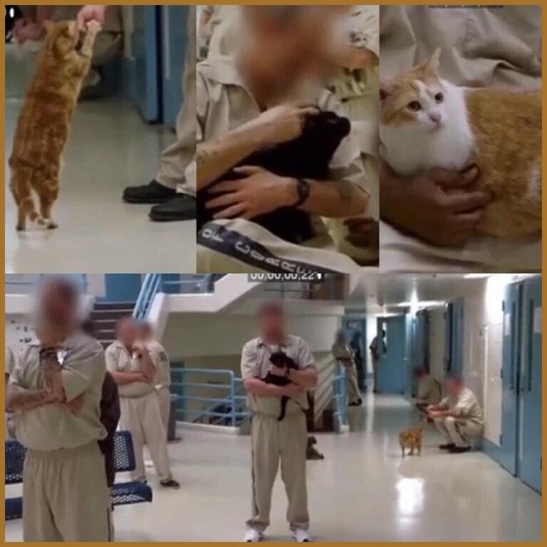 В тюрьмах США за хорошее поведение стали поощрять заключенных котиками