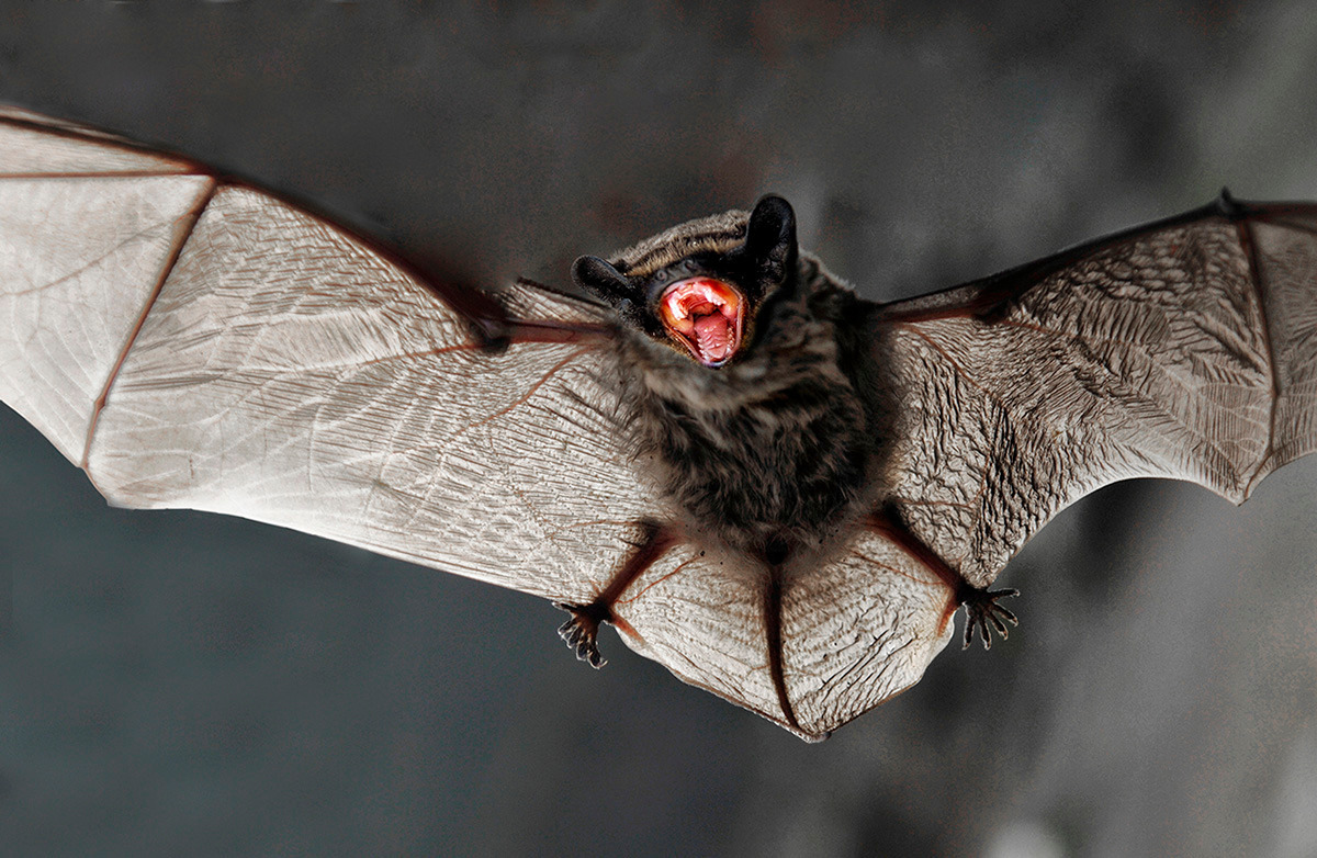 Знакомство с самым маленьким млекопитающим на Земле
