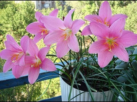 Зефирантес: нежность и элегантность в каждом цветке