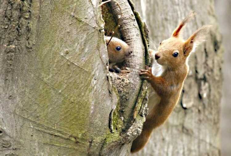 Интересное животное белка.