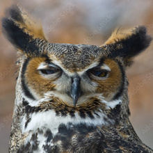 Simon_2023 Вадим Викторович, г. Новосибирск