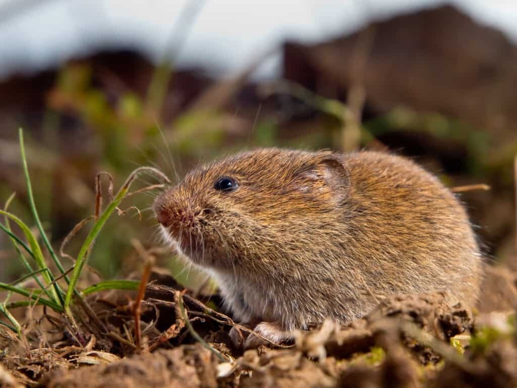 Животные, копающих ямы у вас во дворе .