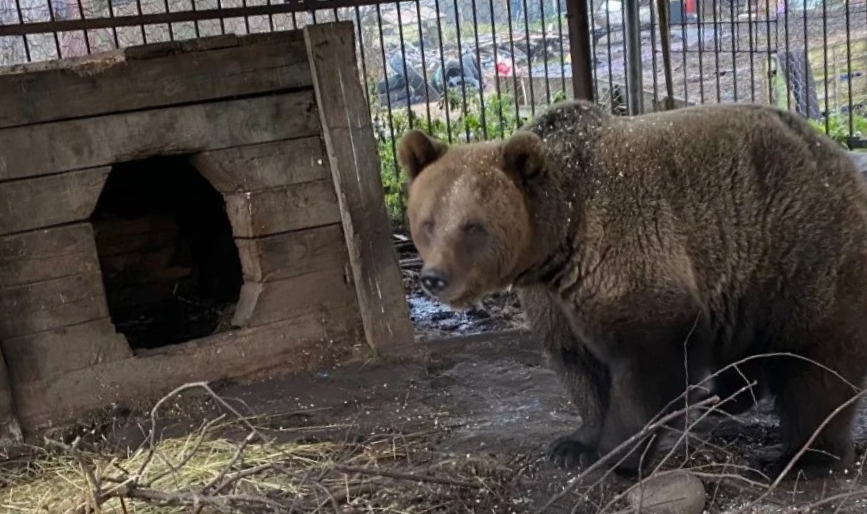 Шестилетний мальчишка впервые встретился с медведем