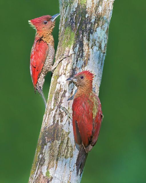 Пикминиум - птица