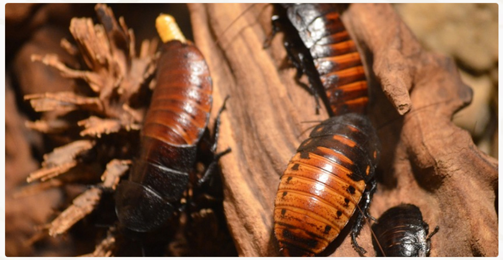 Мадагаскарский таракан. уход