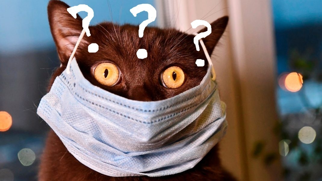 И опять прикладное гарпиеводство, или сельские каникулы пернатой.