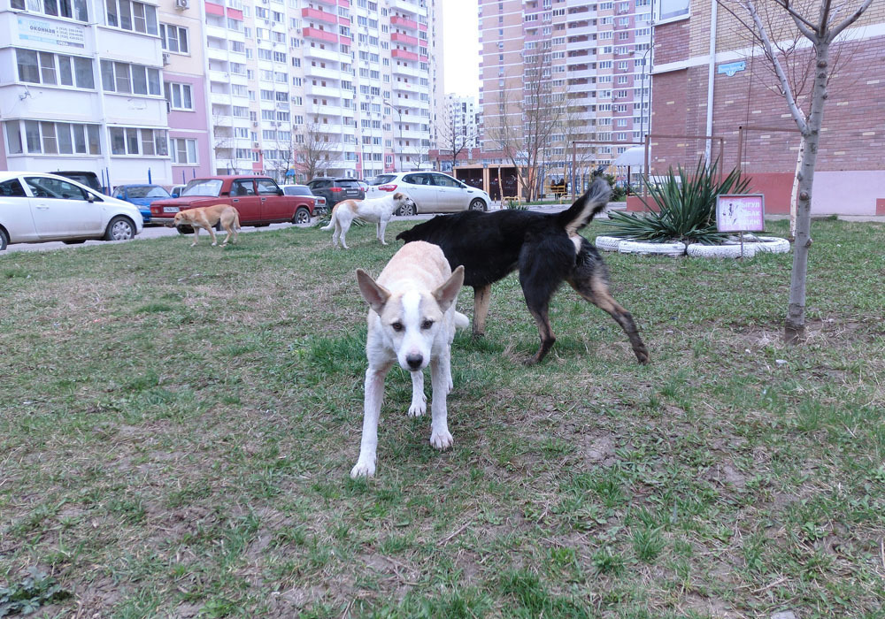 Бродячие собаки в городе. Опасность для людей