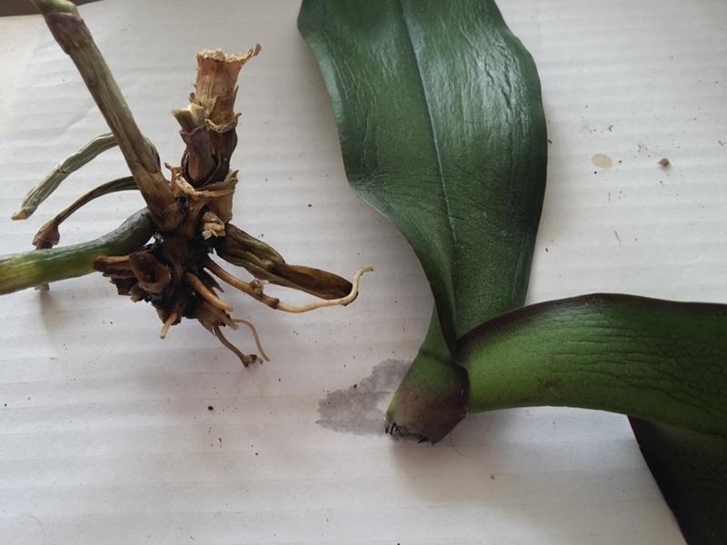 Спасение орхидеи: из «подкидыша» в роскошную красавицу