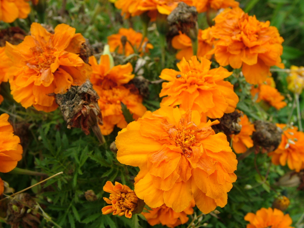 А Вы ругаетесь матом?