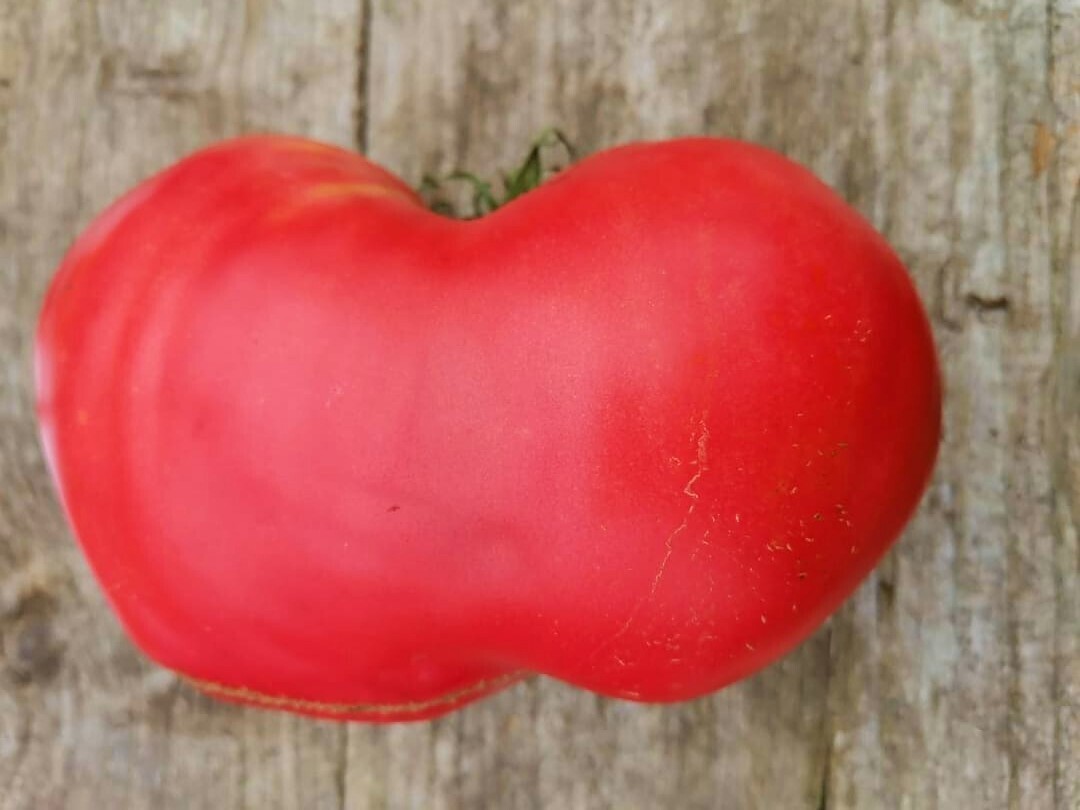 Лучшие сорта крупноплодных томатов, которые я рекомендую всем