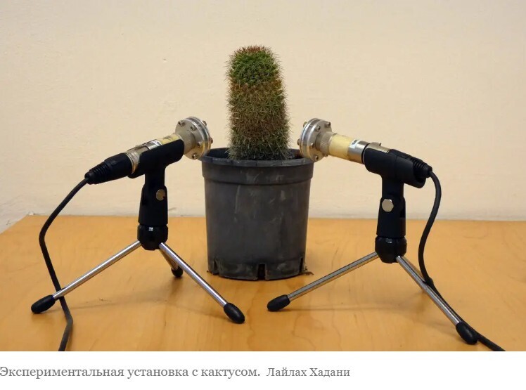 Вот как это звучит, когда растения плачут!