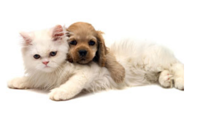 Диарея у животных