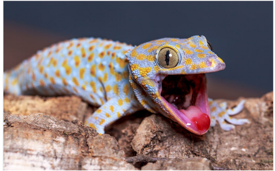 Кто такой геккон