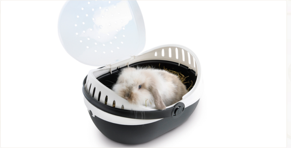 Выбор домашнего питомца