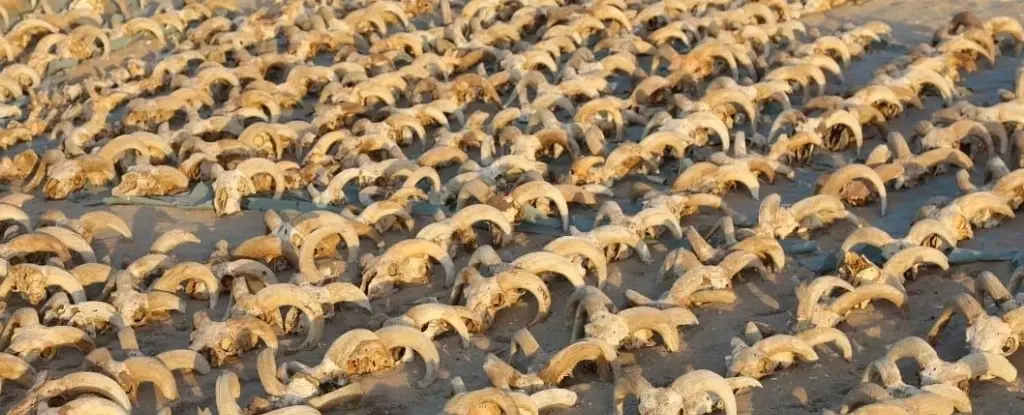 Тысячи мумифицированных голов баранов обнаружены в древнеегипетском храме