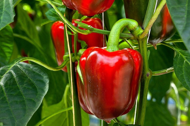 Плодовитый перец: секреты урожайности благодаря грамотной подкормке.