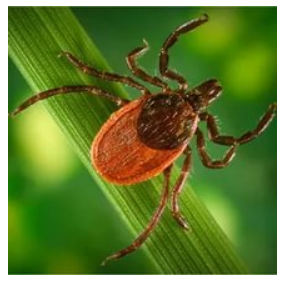 Внимаине!!!! клещи