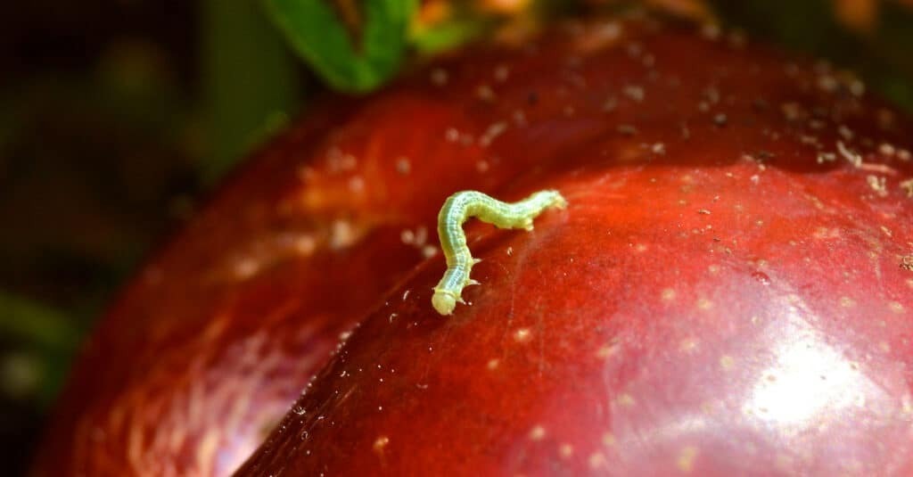 Во что превращаются гусеницы.