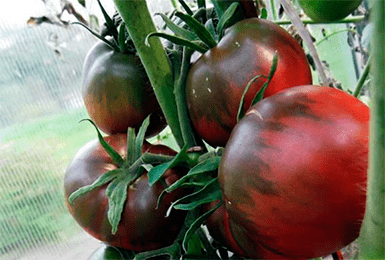 Лучшие сорта крупноплодных томатов, которые я рекомендую всем