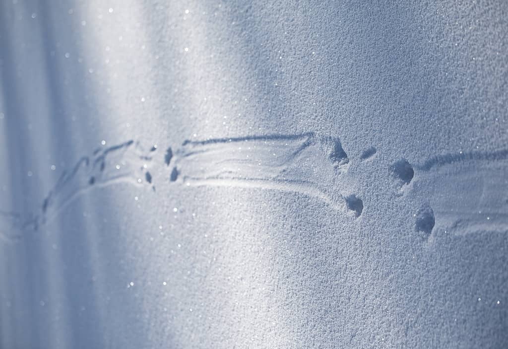 Следы выдры.