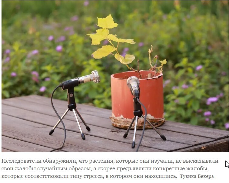 Вот как это звучит, когда растения плачут!