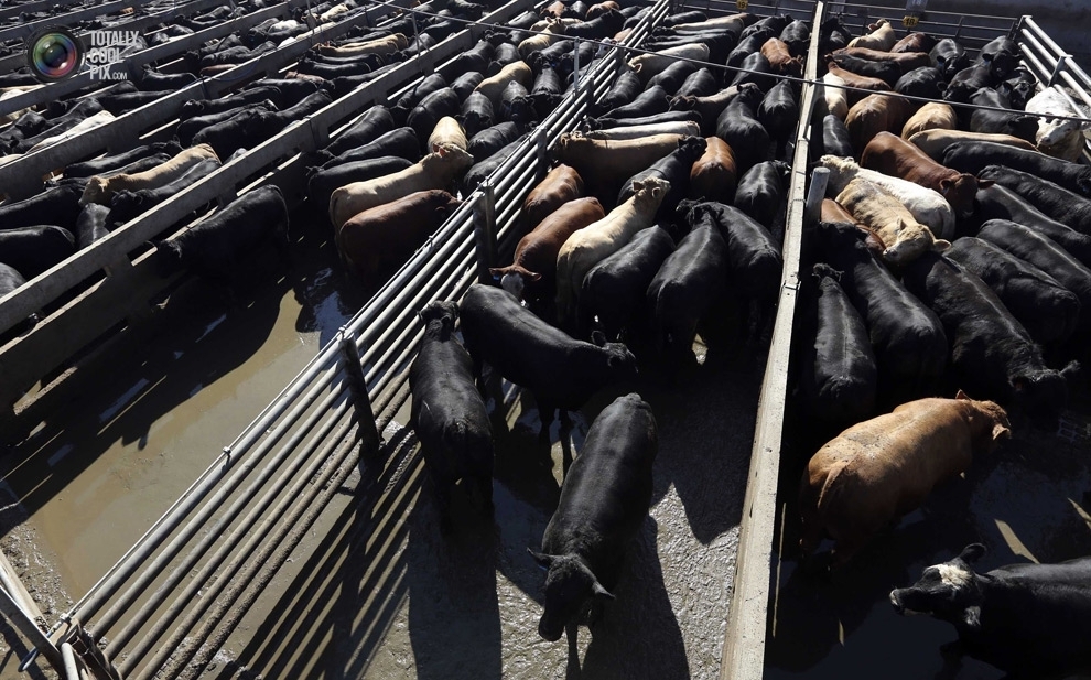 А ты уже ел шашлык из искусственного мяса?