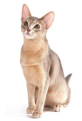 Кошки и их гигиена