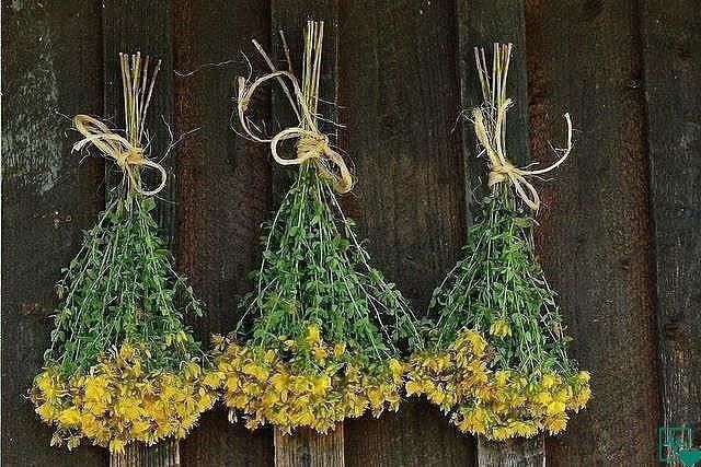 Зверобой: свойства, применение и польза для здоровья