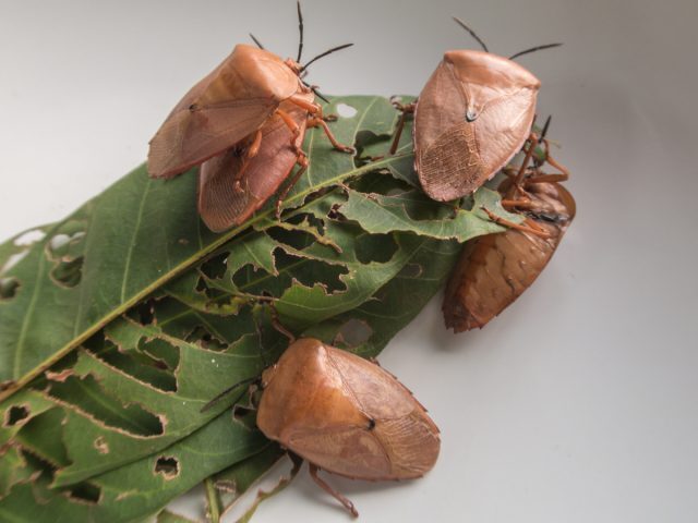 10 способов борьбы с клопами в саду