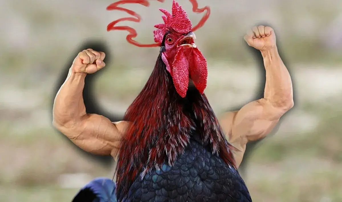 "Шум соседского петуха лишает вас сна и здоровья: несколько способов, как справиться с этой проблемой!"