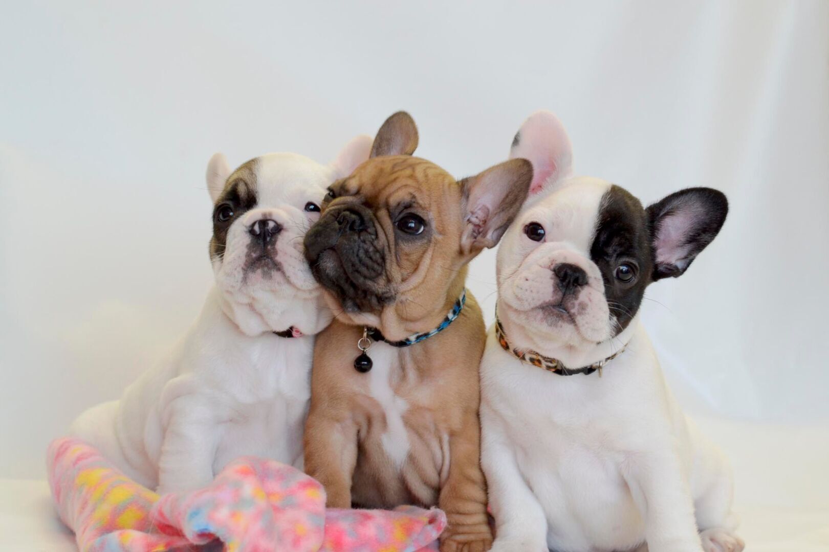 Породы собак идеально подходящие для жизни в квартире