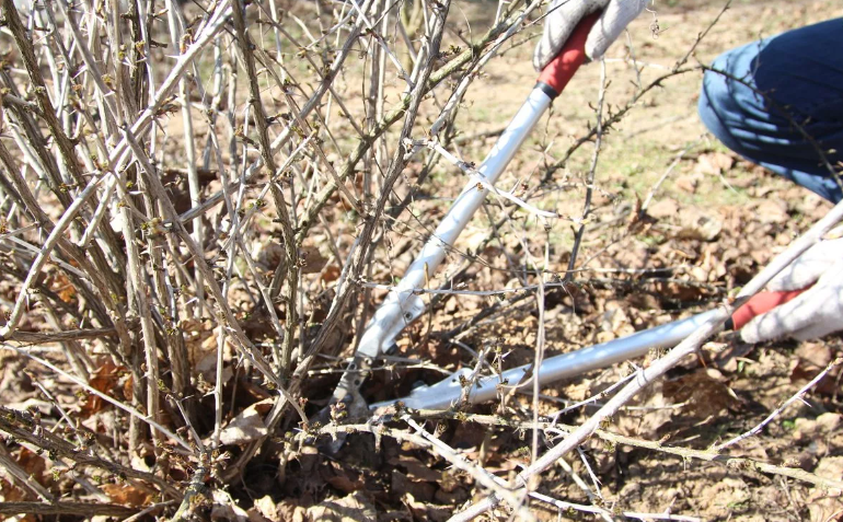 Весна. Обрезка крыжовника.