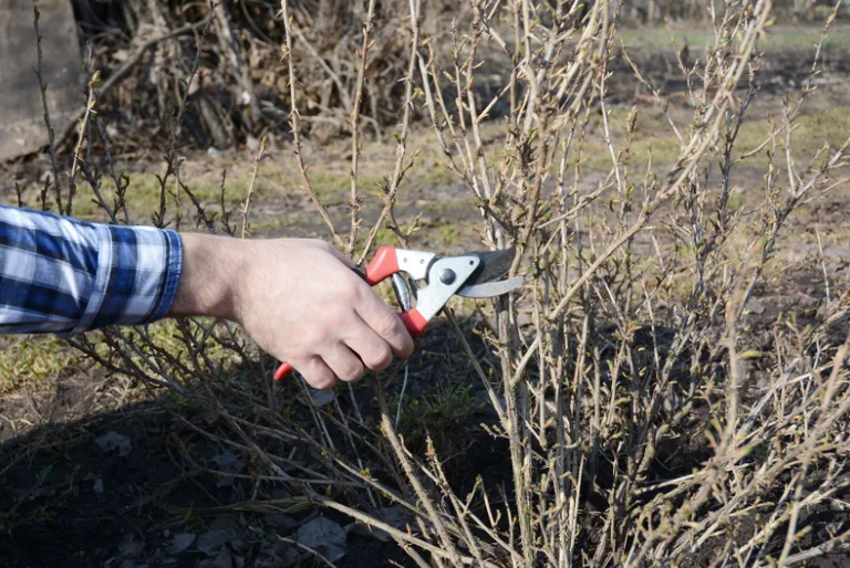 Весна. Обрезка крыжовника.